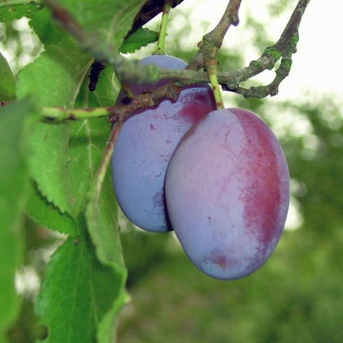 Dwarf patio opal plum tree - patio, in