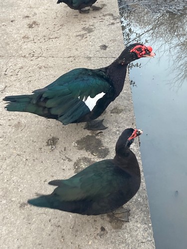 Fresh muscovy duck hatching - 6,