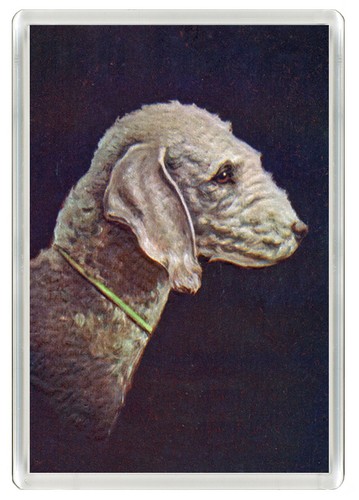 Bedlington terrier dog - bedlington, fridge