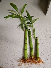 4" 6" 8" Lucky Bamboo Plants -