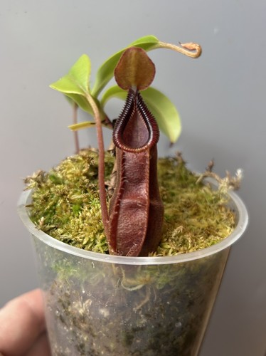 Nepenthes spathulata - spathulata, x