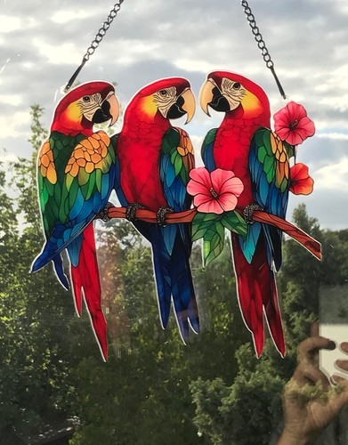 Parrots hanging window - parrots,