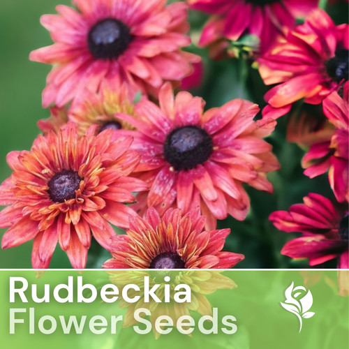 Sahara rose rudbeckia seeds - rudbeckia,