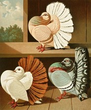 1884 Gustav Prütz Fantail