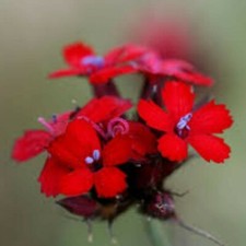 Dianthus Cruentus (Blood Pink)