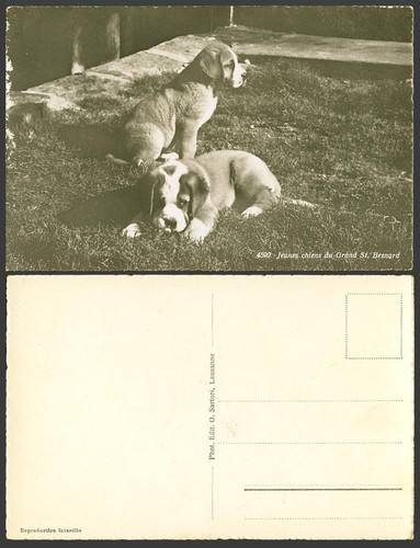 Bernard puppies dogs - st.,