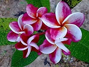 Plumeria frangipani elsie - plumeria, 'elsie'