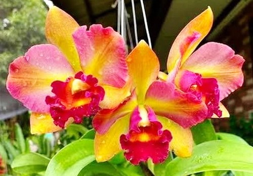 Cattleya rth river kwai - cattleya,
