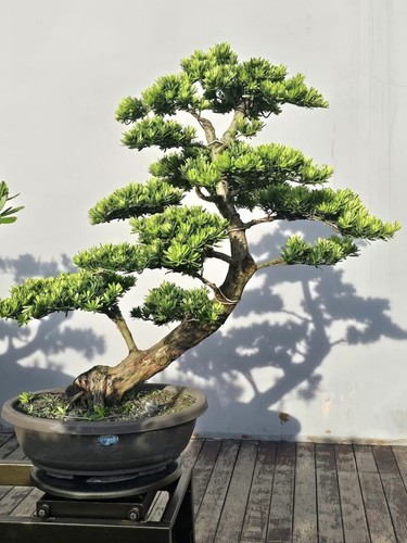 Japanese buddhist pine bonsai - japanese,