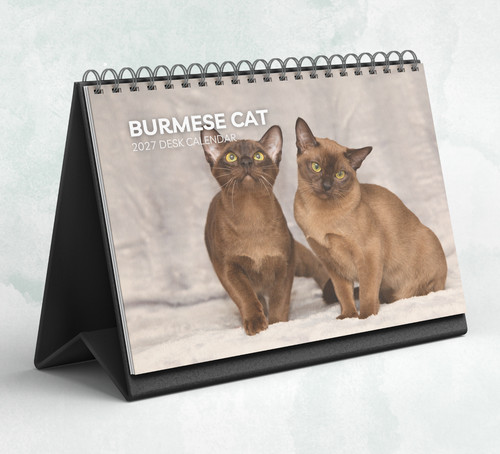Burmese cat desk - burmese,