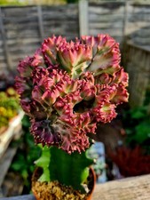 Euphorbia Lactea Cristata | variegated coral cactus succulent plant