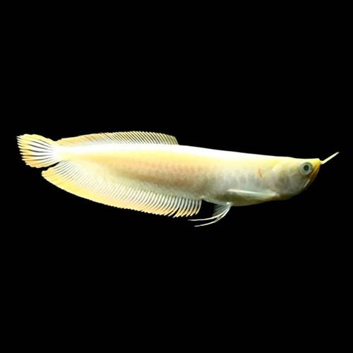 Albino yellow banana arowana - banana,