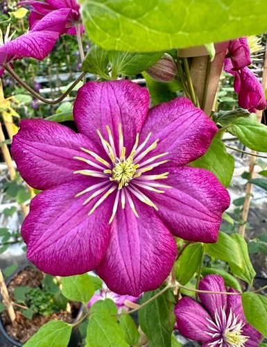 Clematis seeds x30 pink ville - (pink,