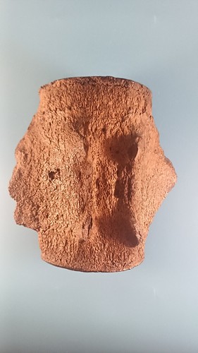 Fossil prehistoric whale - fossil,