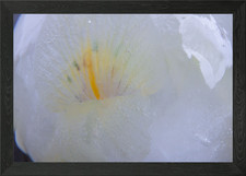 Iris in ice sphere 1 Framed