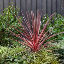 Tropical Plant, Cordyline