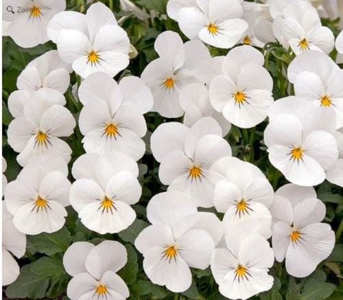 Winter flowering viola - 40,