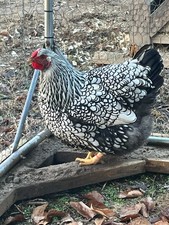12 + 2 Silver Laced Wyandotte