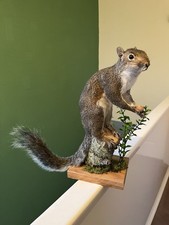 Taxidermy Grey Squirrel (￼