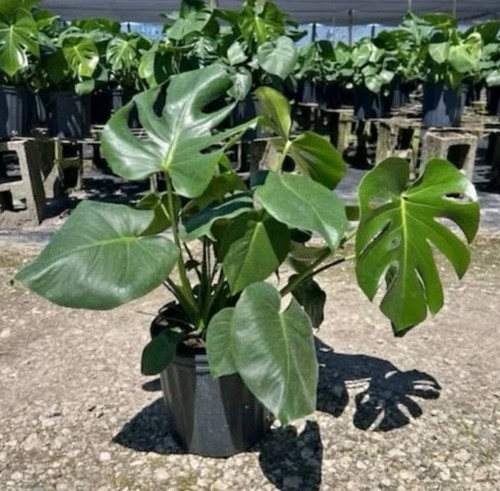 Monstera deliciosa live plant - monstera,