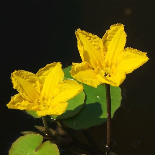 Nymphoides peltata fringed - nymphoides,