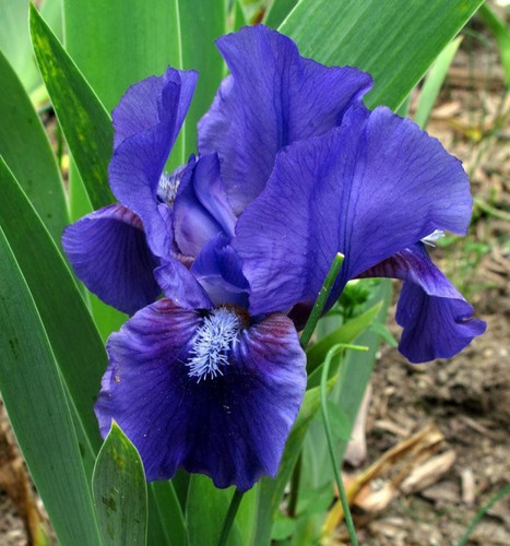 Dwarf bearded iris - iris, germanica