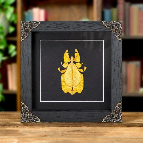 Gray leaf taxidermy - taxidermy, insect
