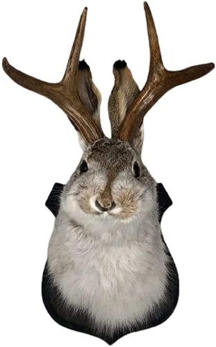 Yxmkjos jackalope - jackalope,,