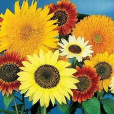Sunflower Mix ALL SORTS Dwarf