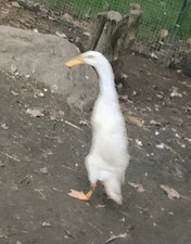 6+ PURE WHITE Indian runner