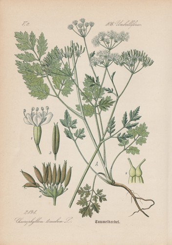 Hedge cow parsley