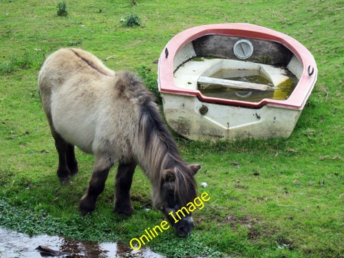 Photo 12x8 shetland - shetland, and