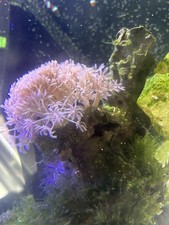 Pink xiena pulsing lps - pink,