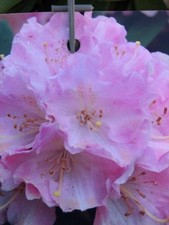 RHODODENDRON YAKUSHIMANUM 'DOC' 45CM HIGH SUPPLIED IN A 7 LITRE POT