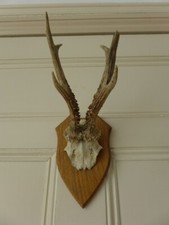 Roe Deer Skull Antlers Trophy