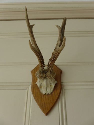 Roe deer skull antlers trophy - roe,