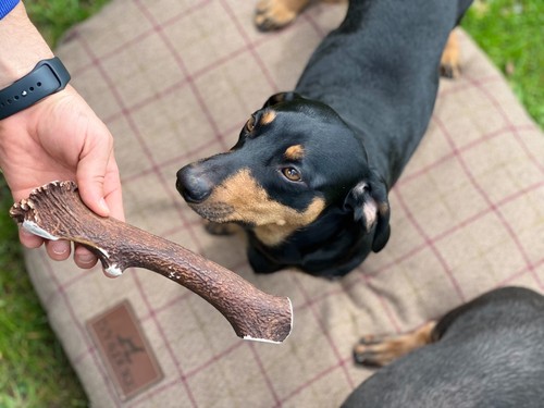 Large red deer antler dog - dog, chew