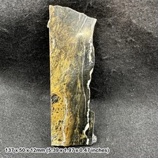 Opalised petrified fossil