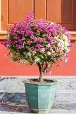 Unigue Shape Thick Trunk Bougainvillea plant in 15 cm pot 40