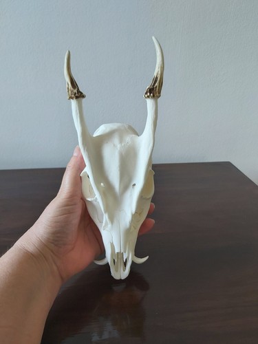 Muntjac buck deer skull - muntjac,
