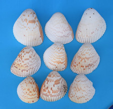 Set of 9 Atlantic Giant Cockle