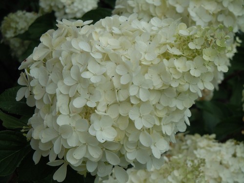 Hydrangea paniculata polar - hydrangea,