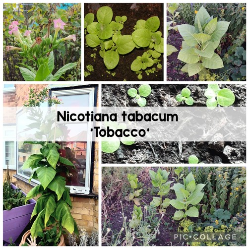 Nicotiana tabacum tobacco - tabacum.,