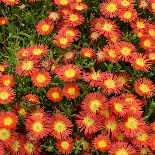 Delosperma suntropics red - delosperma, red'
