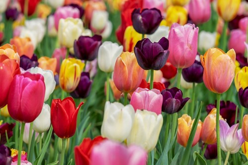 Specie tulips bulbs - 30, x
