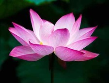 Sacred Lotus Flower Seeds
