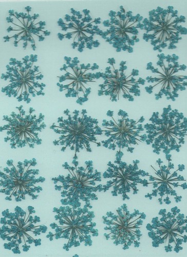 Pressed flowers dark - flowers, 24