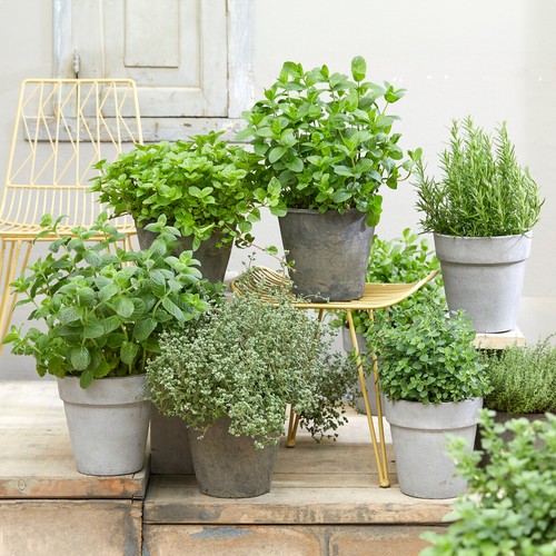 Herb mix pack potted - 3,