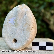 British Chalk Fossil Echinoid