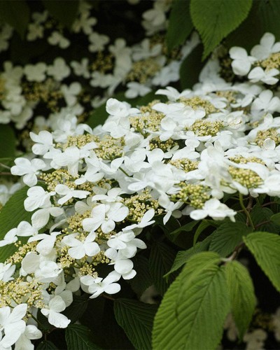 Viburnum plicatum kilimanjaro - viburnum,